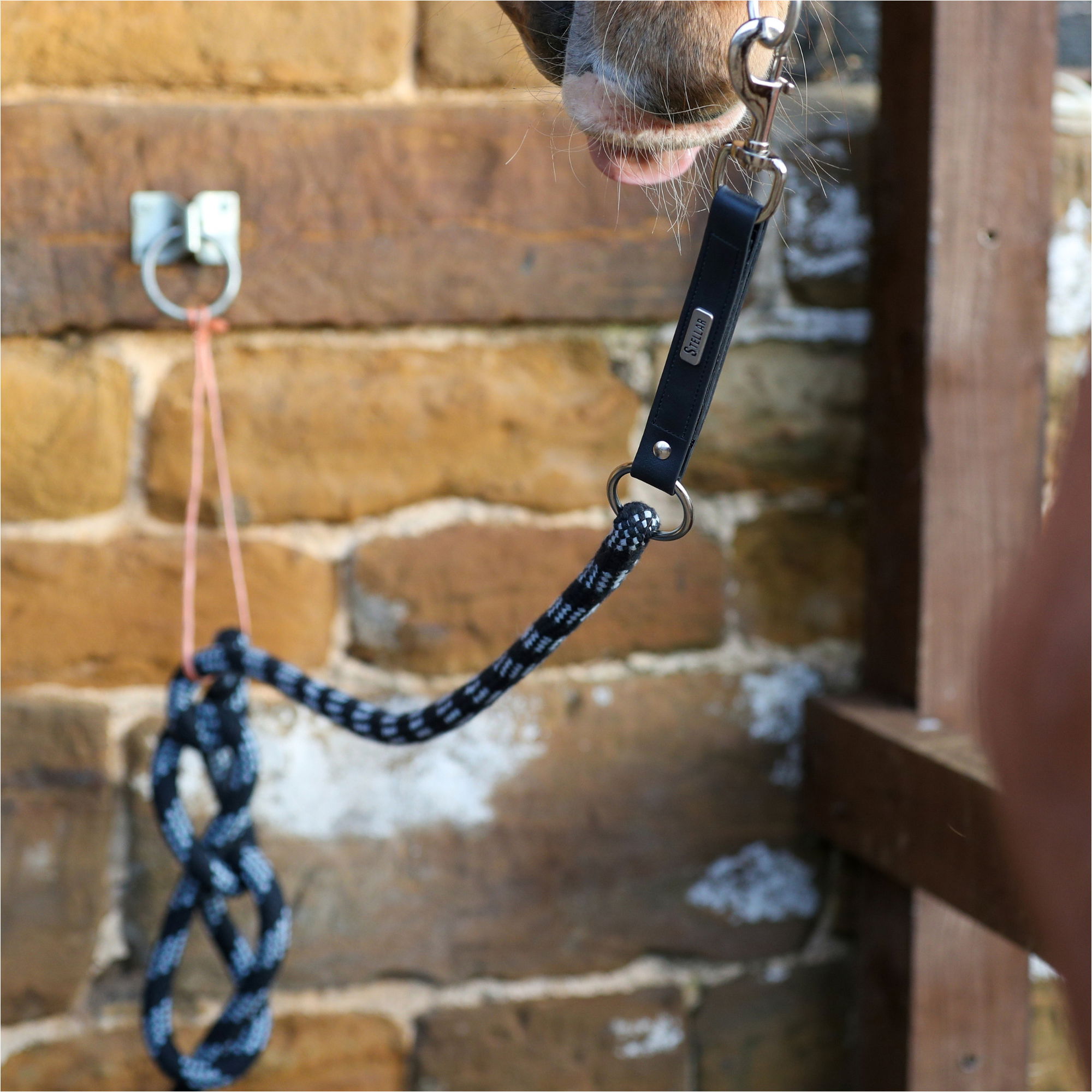 2026 Equilibrium Stellar Saftey Leadrope 32309 - Black